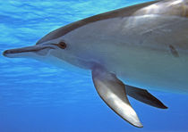 Auge in Auge von Gesellschaft zur Rettung der Delphine e.V.